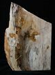 Large Sequoia Petrified Wood Bookends - Oregon #3266-1